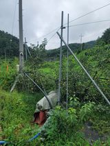 팜모닝 사과·영농일지 게시글 이미지