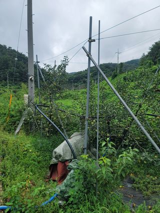 김성명님의 사과 · 영농일지 작성글 사진