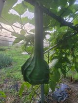 팜모닝 O학년 △반 이세요?·참여글 게시글 이미지