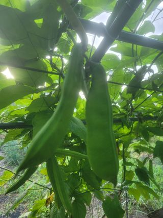 쨍하고해뜨는농원님의 O학년 △반 이세요? · 참여글 작성글 사진