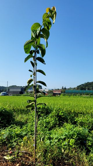 오로라님의 감 · 자유게시판 작성글 사진