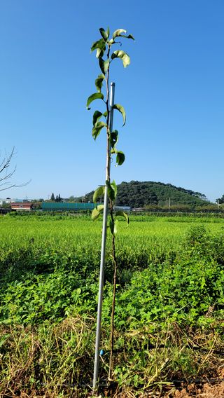 오로라님의 감 · 자유게시판 작성글 사진