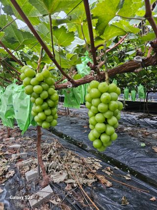 3421님의 O학년 △반 이세요? · 참여글 작성글 사진