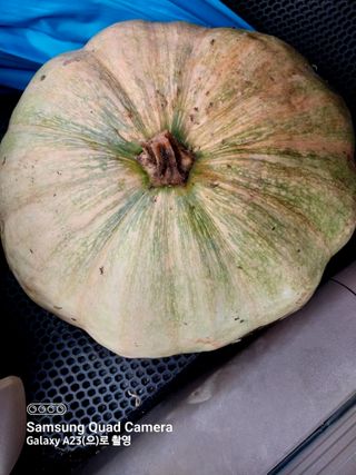 산골마님님의 호박 · 자유게시판 작성글 사진