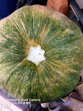 산골마님님의 호박 · 자유게시판 작성글 사진