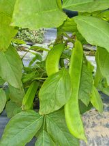 팜모닝 O학년 △반 이세요?·참여글 게시글 이미지