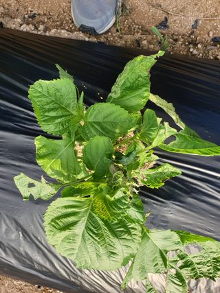 유명상님의 양배추 · 자유게시판 작성글 사진