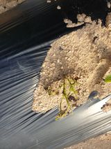 팜모닝 양배추·자유게시판 게시글 이미지