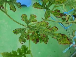 백웅열님의 귤 · 병해충상담 작성글 사진