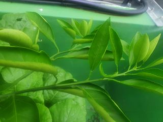 백웅열님의 귤 · 병해충상담 작성글 사진