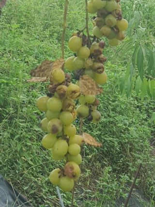 무등님의 포도 · 자유게시판 작성글 사진