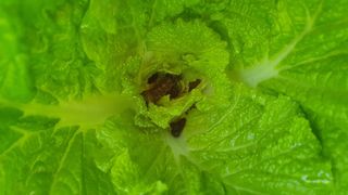 인생은 소풍처럼님의 배추 · 병해충상담 작성글 사진