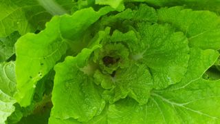 인생은 소풍처럼님의 배추 · 병해충상담 작성글 사진