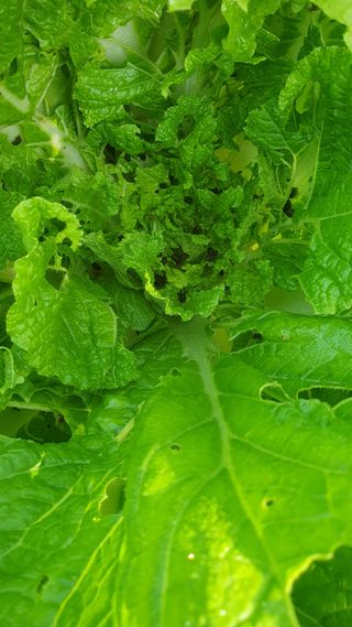 인생은 소풍처럼님의 배추 · 병해충상담 작성글 사진