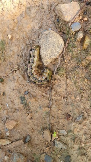 인생은 소풍처럼님의 배추 · 병해충상담 작성글 사진