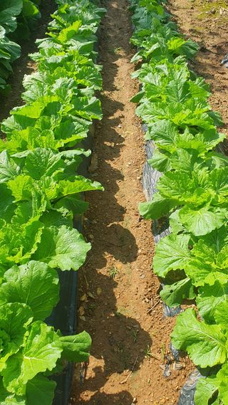 인생은 소풍처럼님의 배추 · 병해충상담 작성글 사진