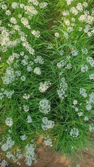 인생은 소풍처럼님의 파 · 자유게시판 작성글 사진