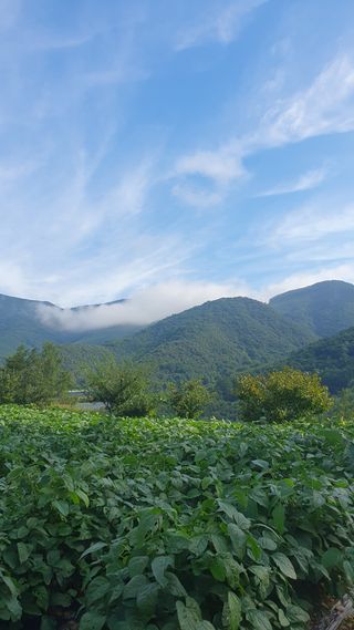 인생은 소풍처럼님의 양배추 · 자유게시판 작성글 사진