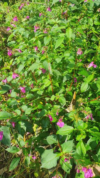 인생은 소풍처럼님의 양배추 · 자유게시판 작성글 사진