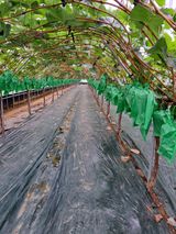 팜모닝 O학년 △반 이세요?·참여글 게시글 이미지