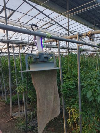 도깨비님의 고추 · 일상 작성글 사진