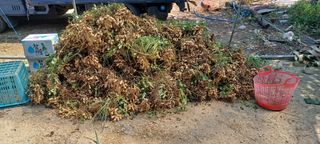 노고산농부님의 기타작물 · 자유게시판 작성글 사진