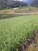 팜모닝 자유주제·자유게시판 게시글 이미지