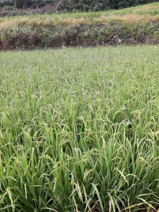 조동원님의 자유주제 · 자유게시판 작성글 사진