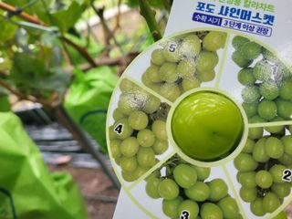 여우내 이순홍님의 포도 · 자유게시판 작성글 사진