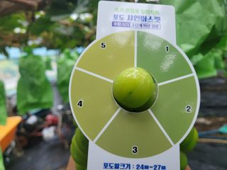 여우내 이순홍님의 포도 · 자유게시판 작성글 사진