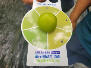 여우내 이순홍님의 포도 · 자유게시판 작성글 사진