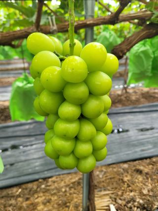 여우내 이순홍님의 포도 · 자유게시판 작성글 사진