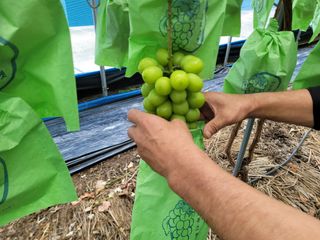 여우내 이순홍님의 포도 · 자유게시판 작성글 사진