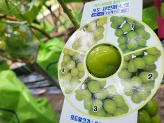 여우내 이순홍님의 포도 · 자유게시판 작성글 사진