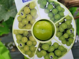 여우내 이순홍님의 포도 · 자유게시판 작성글 사진