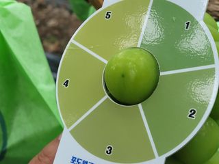 여우내 이순홍님의 포도 · 자유게시판 작성글 사진