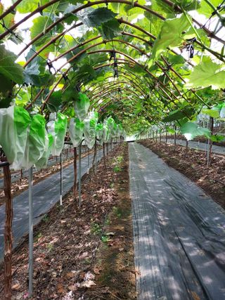 농업회사법인주섬들님의 포도 · 자유게시판 작성글 사진