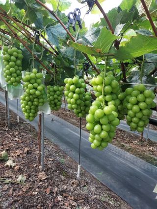 농업회사법인주섬들님의 포도 · 자유게시판 작성글 사진