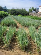 팜모닝 파·영농일지 게시글 이미지