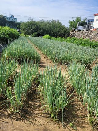 헐크님의 파 · 영농일지 작성글 사진