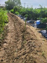 팜모닝 벼·영농일지 게시글 이미지