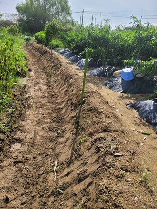 헐크님의 벼 · 영농일지 작성글 사진