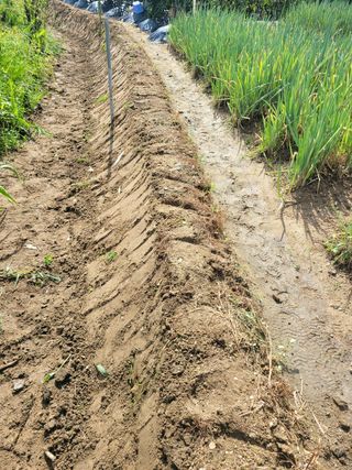 헐크님의 벼 · 영농일지 작성글 사진