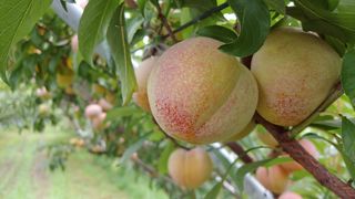 정귀영님의 O학년 △반 이세요? · 참여글 작성글 사진