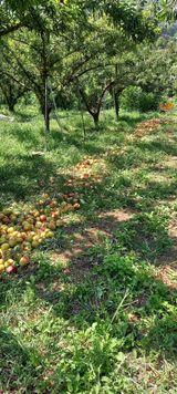 팜모닝 자두·자유게시판 게시글 이미지