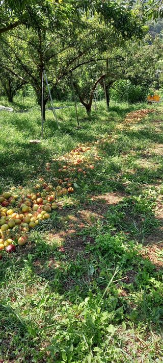 정인숙 님의 자두 · 자유게시판 작성글 사진