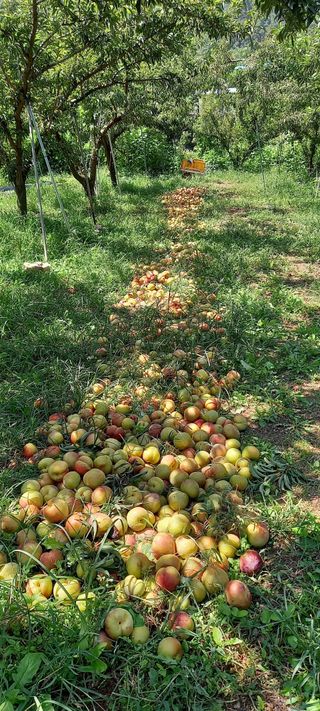 정인숙 님의 자두 · 자유게시판 작성글 사진