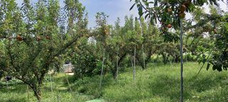 정인숙 님의 자두 · 자유게시판 작성글 사진