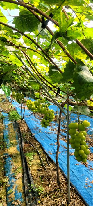 서대산향수님의 포도 · 자유게시판 작성글 사진