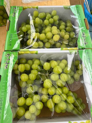 서대산향수님의 포도 · 자유게시판 작성글 사진